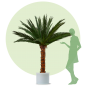 Preview: Palm Areca 2,0m